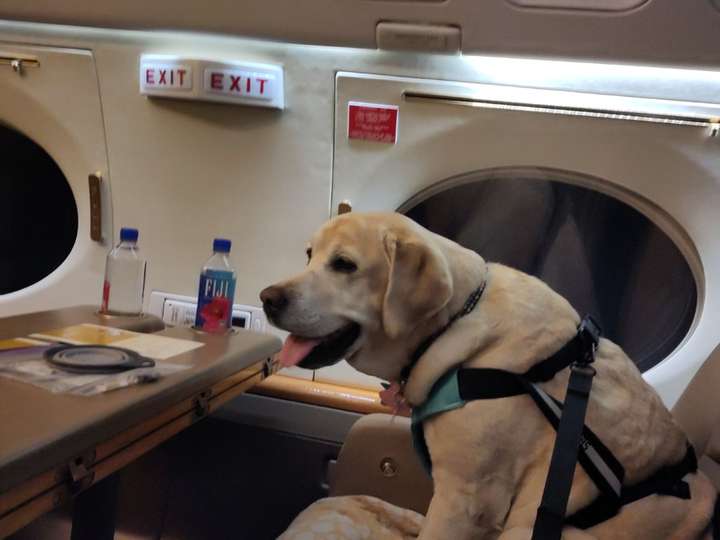 Yellow lab sitting on airplane seat