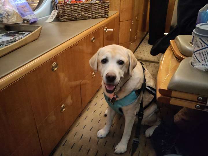 Yellow lab sitting beside seat and table on the plane