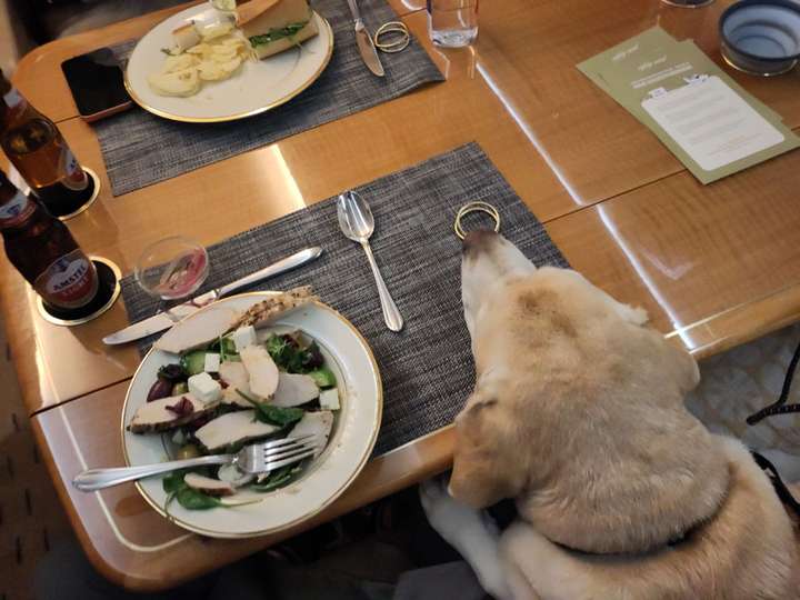 Salad on airplane table with dog resting head beside it