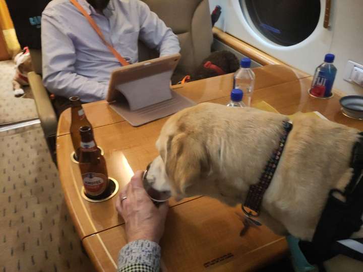 Yellow lab enjoys a Barkachino