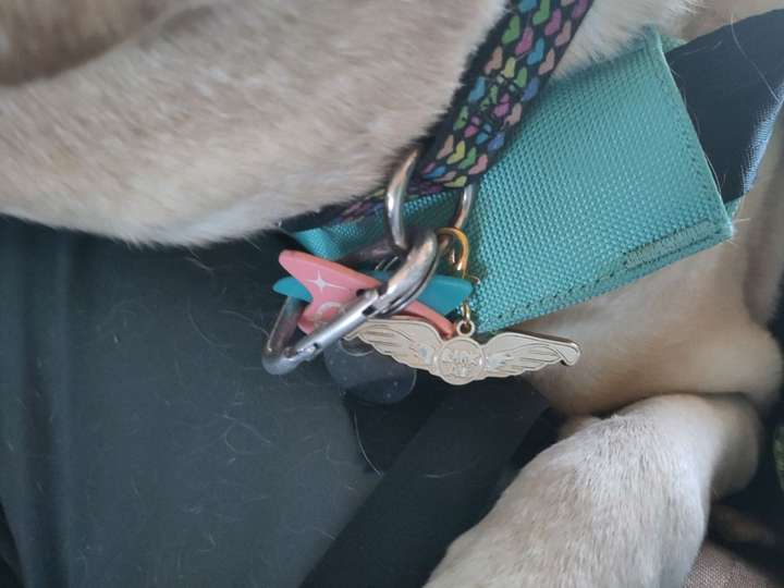 Metal wings clipped onto a tag holder on dog collar