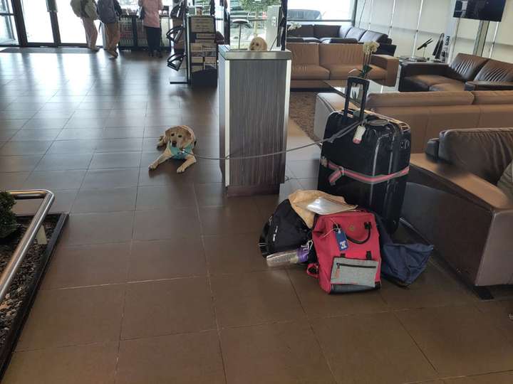 Yellow English lab in waiting room/customs