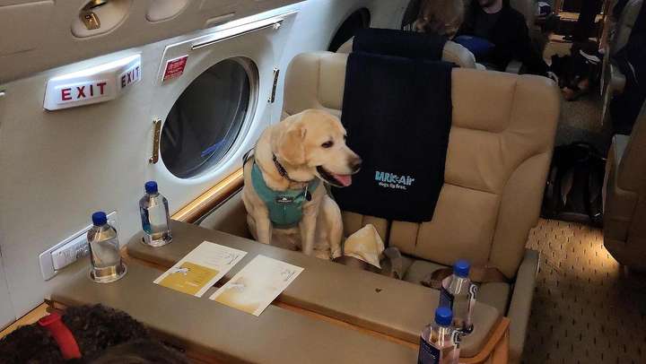 Yellow English lab in airplane seat