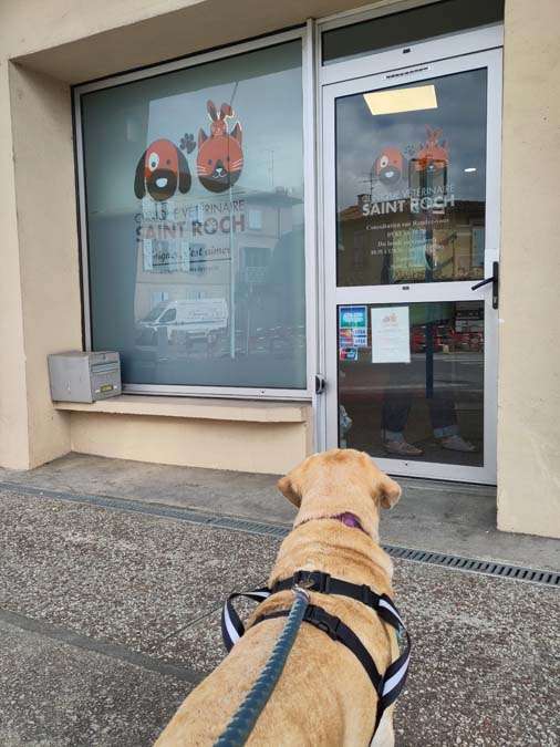 Dog outside a vet office