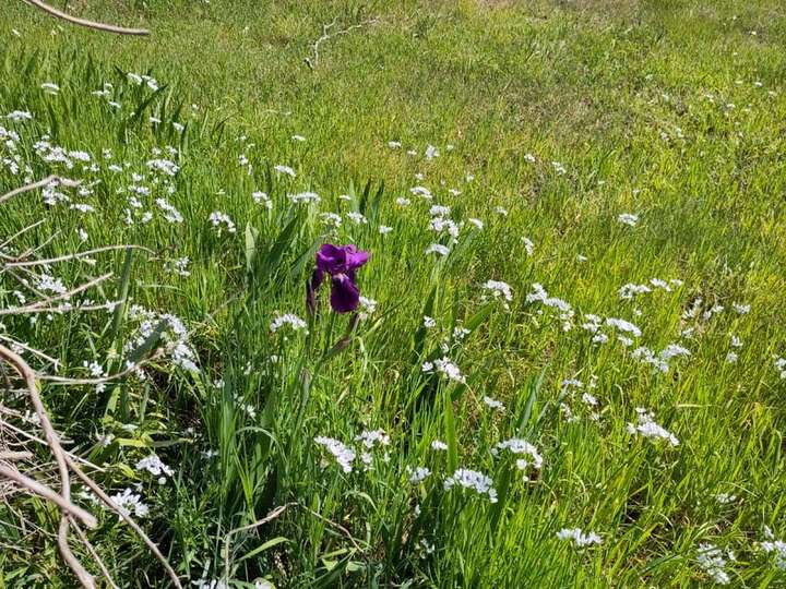 Field with flowers