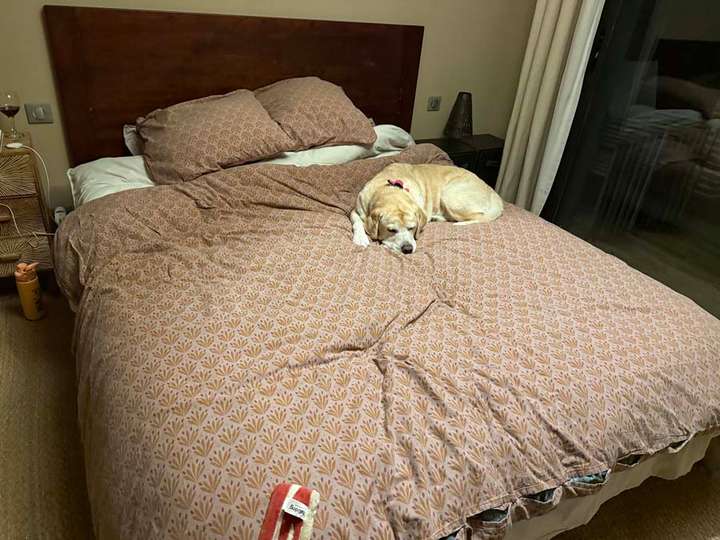Athena a yellow lab on a bed