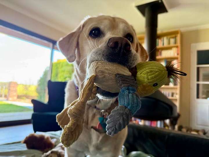 Dog with duck toy in mouth