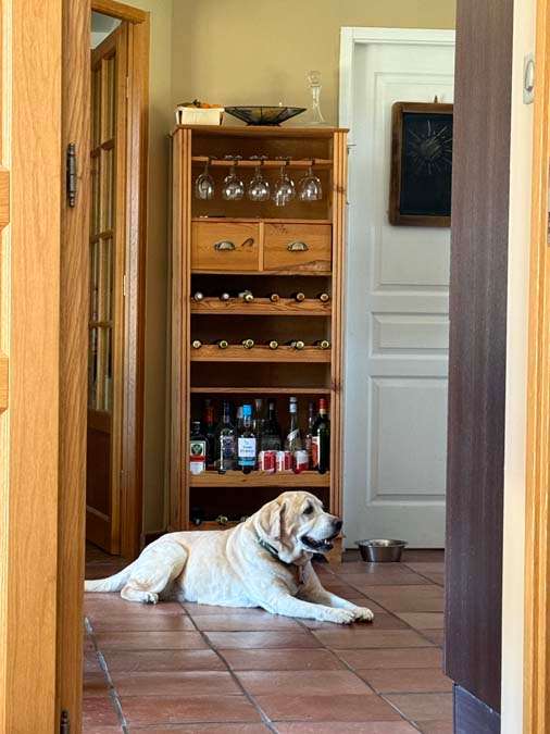 Yellow lab in French kitchen