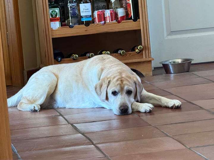 Yellow lab in French kitchen