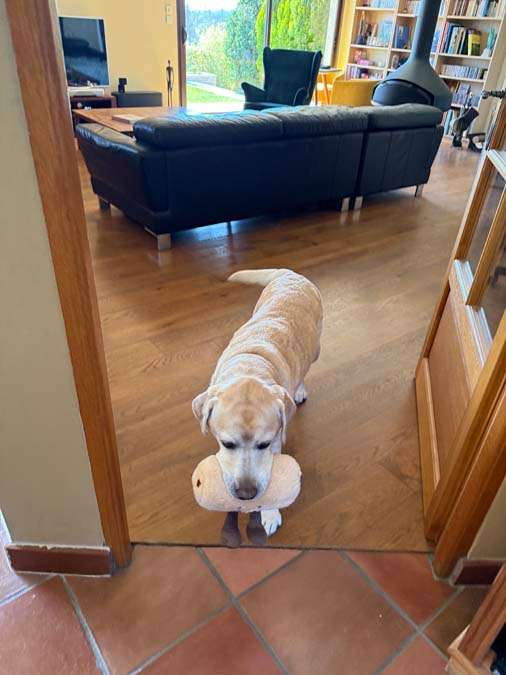 Yellow lab with toy