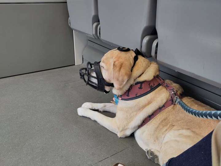 Yellow lab on a muzzle riding in a train