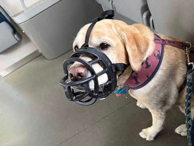 Yellow labrador on train wearing a muzzle