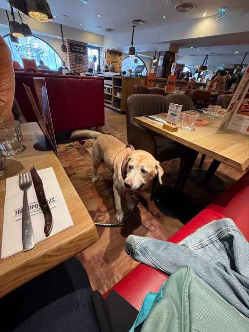 Yellow lab in steak house