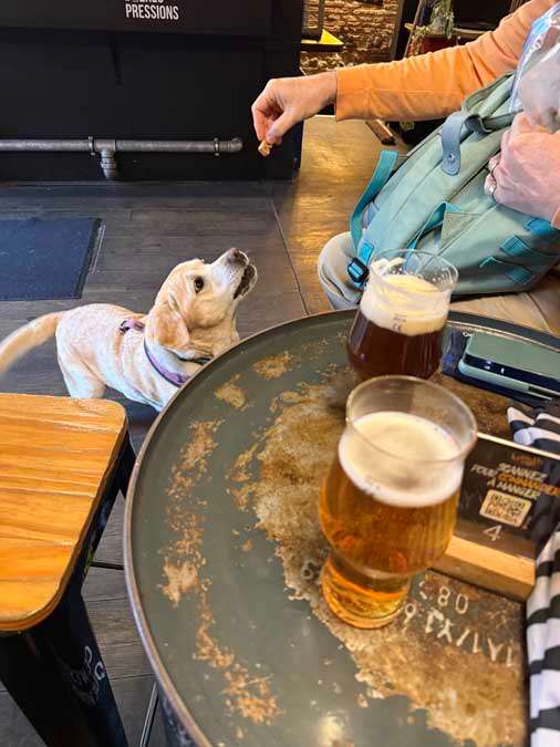 Yellow lab getting a treat in bar