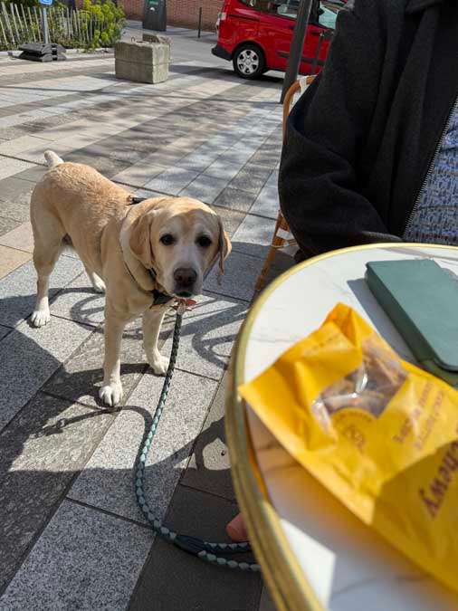 Yellow lab looking a camera while standing