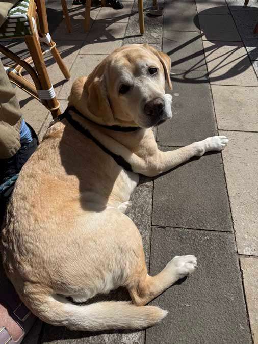Yellow lab looking over shoulder while laying down
