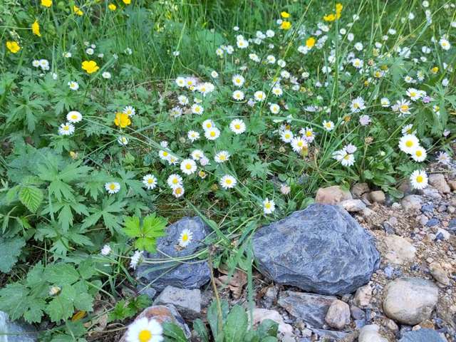 Wildflowers and rocks